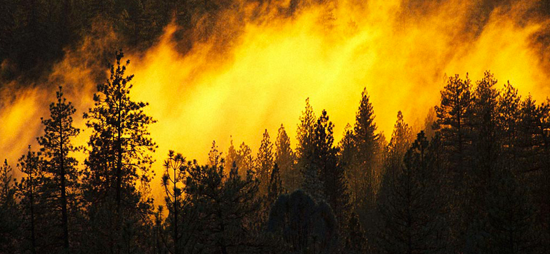 incendie foret