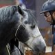 Salon du cheval El Jadida La SOREC 8