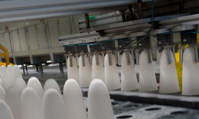 production de sucre blanc