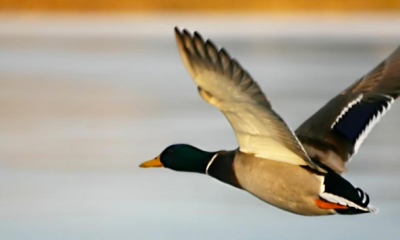 France Un cas de grippe aviaire detecte