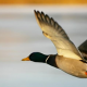 France Un cas de grippe aviaire detecte
