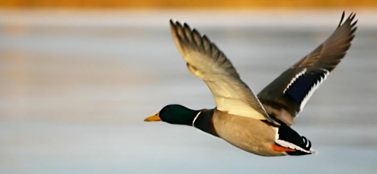 France Un cas de grippe aviaire detecte