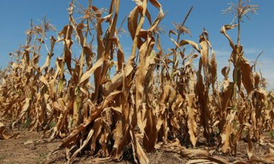 agriculture rechauffement climatique