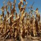 agriculture rechauffement climatique