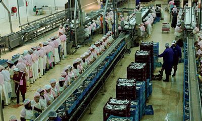 Poisson industriels