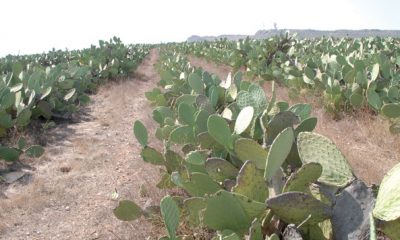 cactus Rhamna