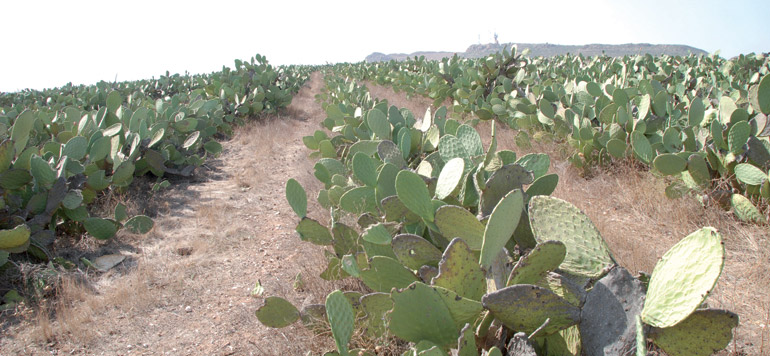 cactus Rhamna