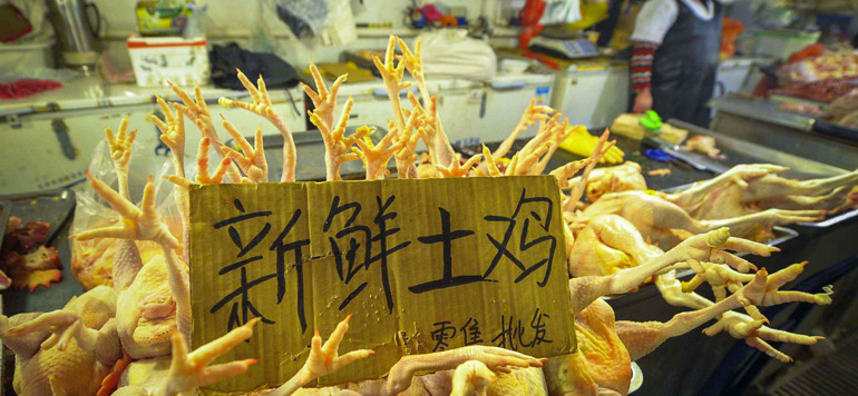 Chine la grippe aviaire