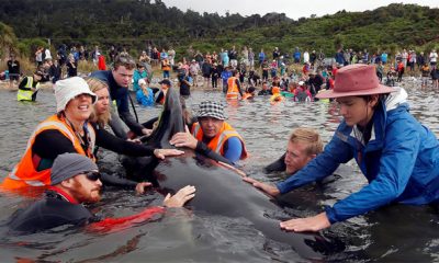 cadavres de baleines