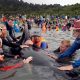 cadavres de baleines