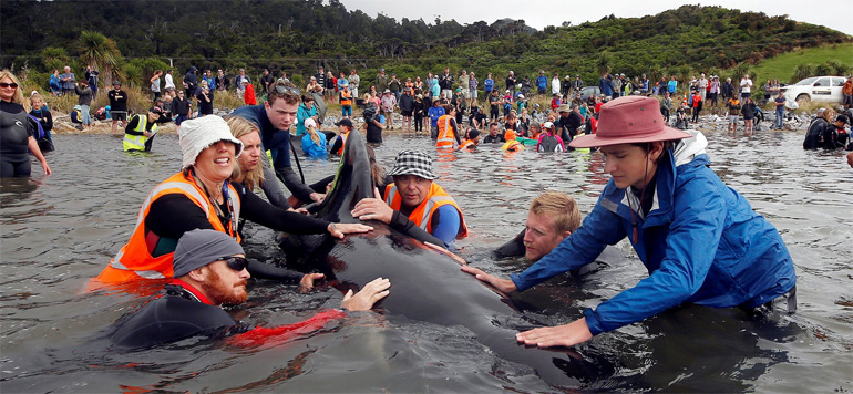 cadavres de baleines