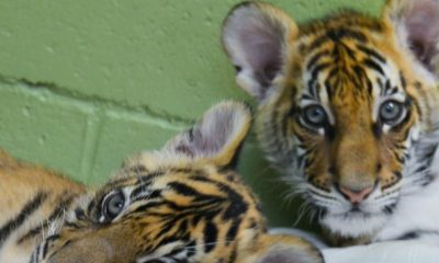 tigre en plastique pour sauver trois felins orphelins