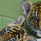 tigre en plastique pour sauver trois felins orphelins