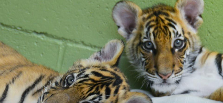 tigre en plastique pour sauver trois felins orphelins