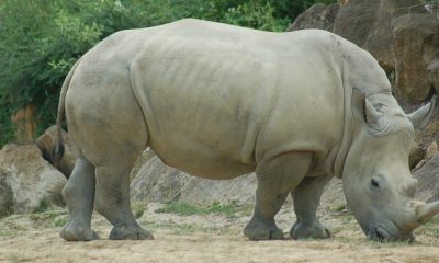 France Des braconniers tuent un rhinocros blanc dans un zoo france