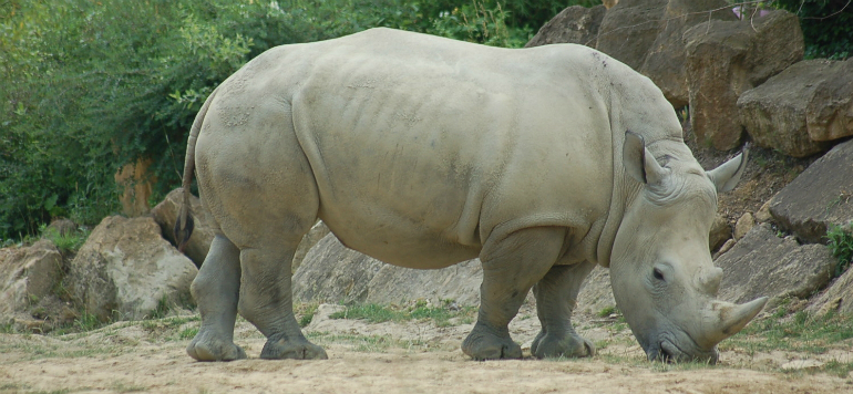 France Des braconniers tuent un rhinocros blanc dans un zoo france