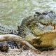 pecheur crocodile