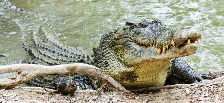 pecheur crocodile