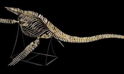 Squelette du dinosaure marin Maroc