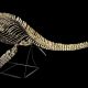 Squelette du dinosaure marin Maroc
