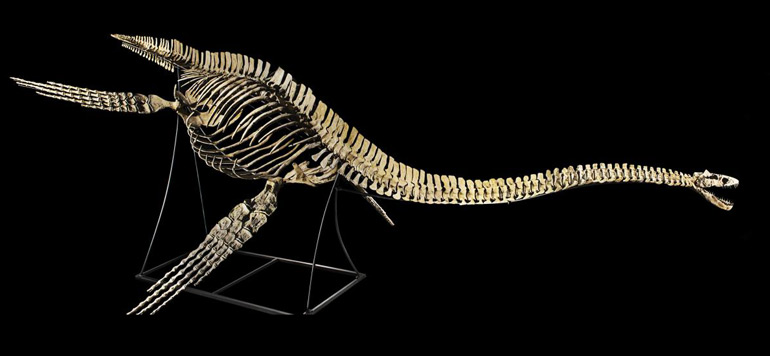 Squelette du dinosaure marin Maroc