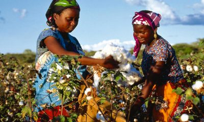 coton africain