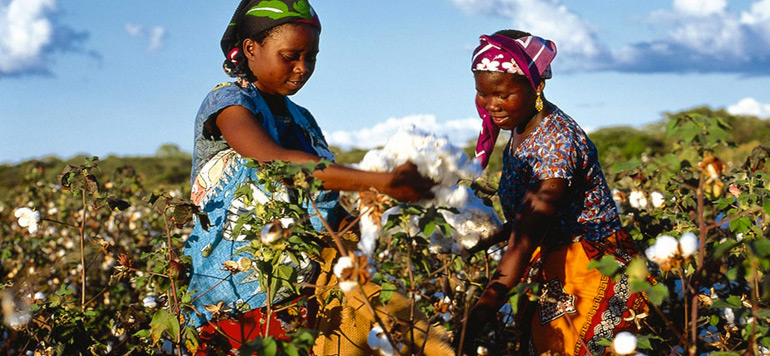 coton africain