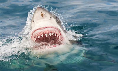 requin tue une jeune surfeuse