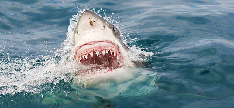 requin tue une jeune surfeuse