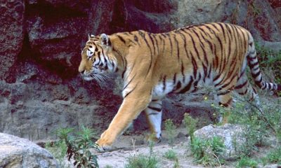 Une gardienne de zoo tuee par un tigre en Angleterre