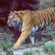 Une gardienne de zoo tuee par un tigre en Angleterre