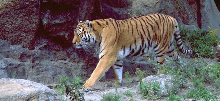 Une gardienne de zoo tuee par un tigre en Angleterre