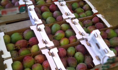 fruits de contrebande