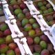 fruits de contrebande