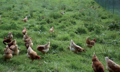 poulet
