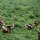 poulet