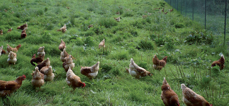 poulet