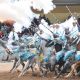 Tbourida Salon du cheval d El Jadida 3 1