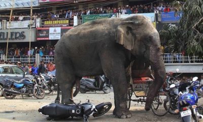 personne tuee chaque jour par un elephant ou un tigre