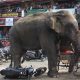 personne tuee chaque jour par un elephant ou un tigre
