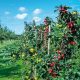 agriculteurs Al Hoceima