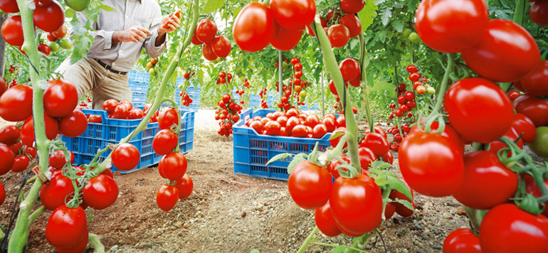 Tomate Maroc