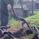 Jardin Zoologique de Rabat3