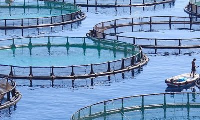 Aquaculture