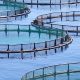 Aquaculture
