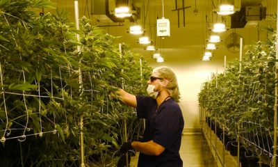Californie cannabis