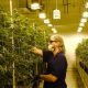 Californie cannabis