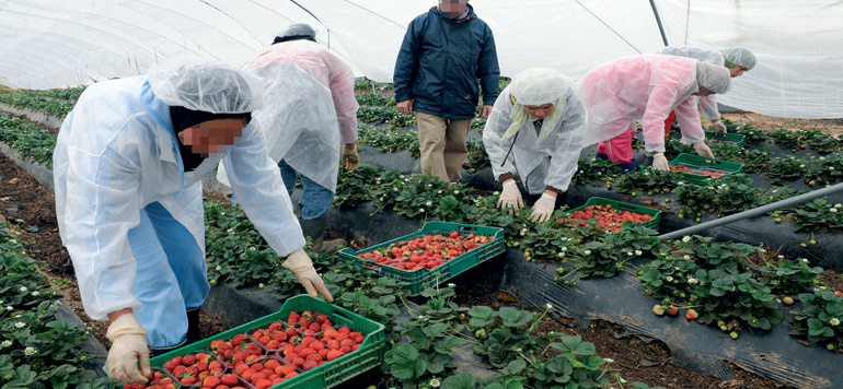 Exportations les fruits rouges