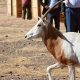 Conservation biodiversite