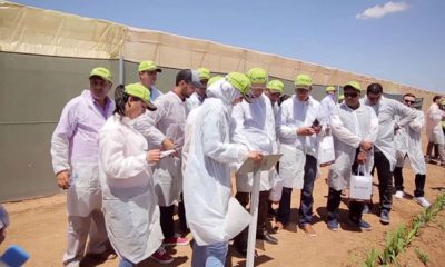 Syngenta Maroc